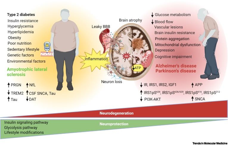 Graphical overview of diabetes-related mechanisms contributing to ALS, Alzheimer’s disease, and Parkinson’s disease
